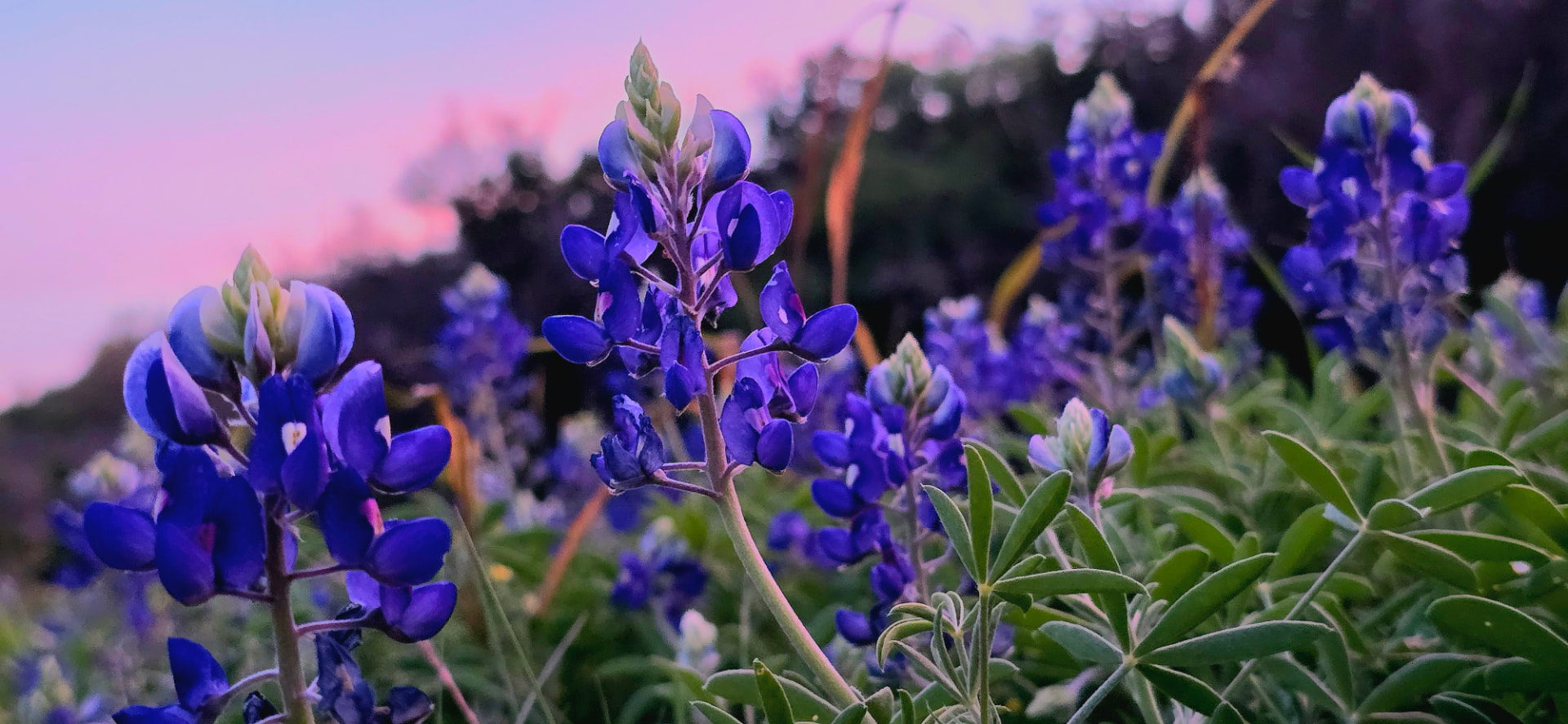 Texas bluebonnets in bloom at dusk