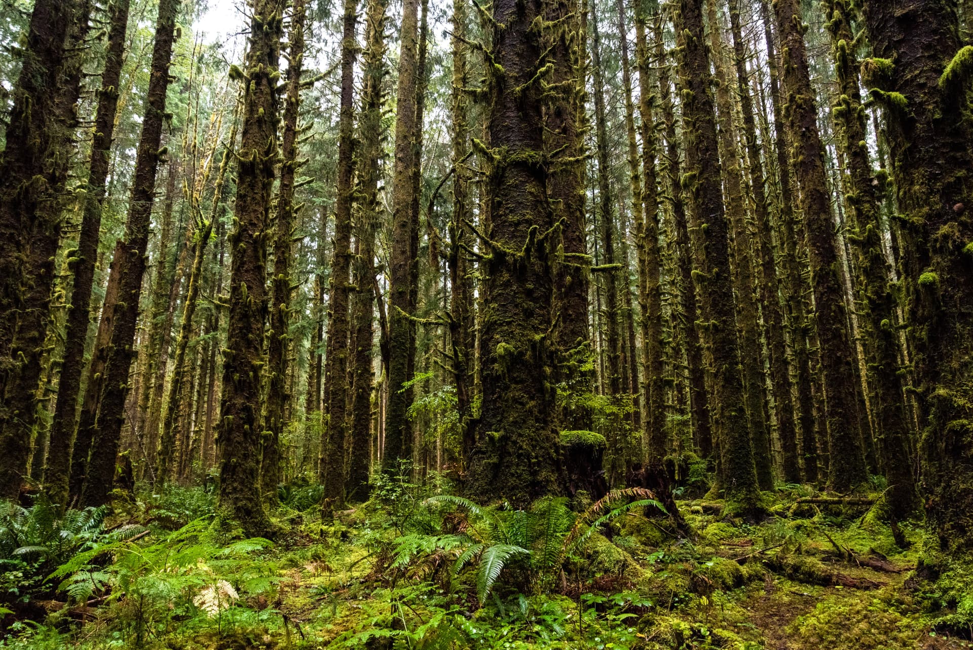 Retired insured carbon credit plaque — Fintiv • Biochar Now