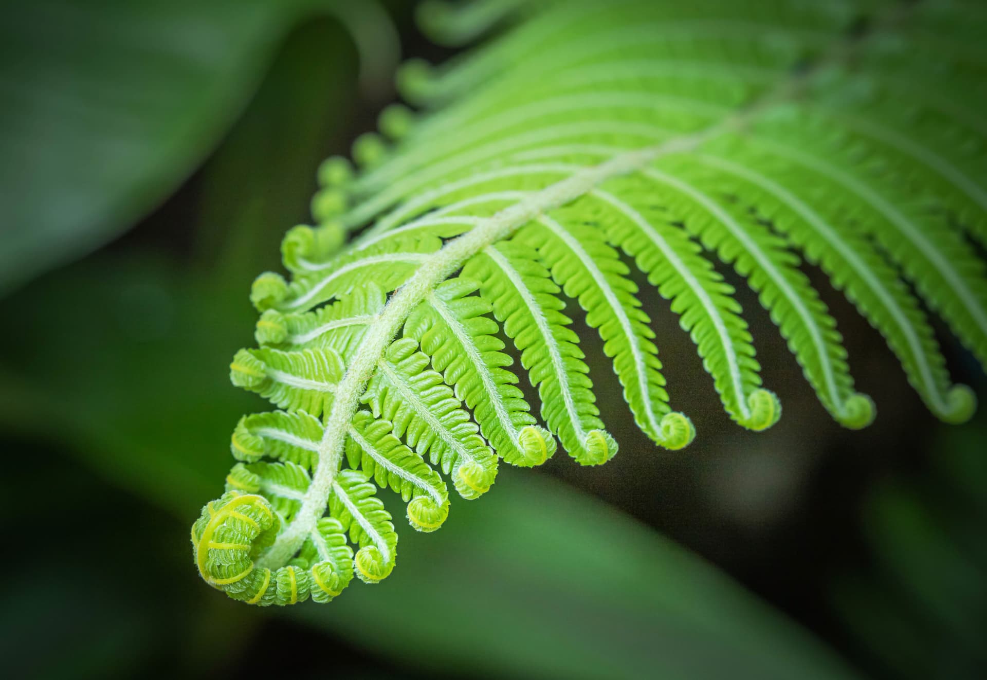 Close-up of a bright green fern frond unfurling